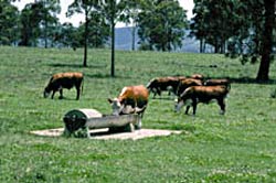 Figure 5. Improved water quality and ease of access may mean that cattle prefer to drink from troughs, even if alternative supplies are not fenced. Cattle at a trough