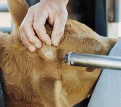Dehorning hot iron Dehorning hot iron