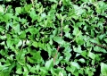 Forage peanut