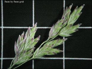 Snow grass
