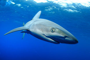 Galapagos shark