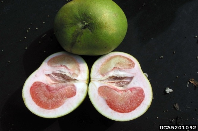 Halved grapefruit showing misshapen half is much smaller and poorly coloured compared to other half