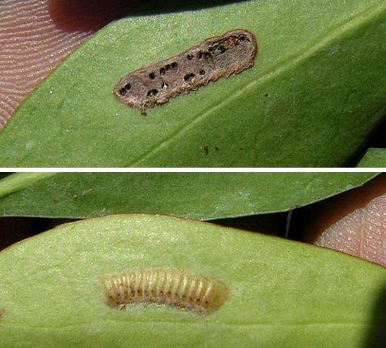 Figure 2. Glassy-winged sharpshooter leaf scar (above) and egg mass (below) (Image: Toorima, toorima.com) Split picture showing a glassy winged sharpshooter egg mass on the underside of a leaf before and after hatching. Top picture shows dark brown leaf scar left behind after eggs have hatched. Bottom half shows intact egg mass with column shaped, cream coloured eggs laid side by side in a row.