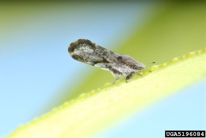 Figure 1. Asiatic citrus psyllid adult insect (4 mm) (Image: Jeffrey W. Lotz, Florida Department of Agriculture and Consumer Services, Bugwood.org) psyllid insect on a leaf (magnified)