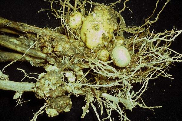 Figure 3. Potato plant with warts on tubers and stolons (Image: Hans Stachewicz, Institut für Pflanzenschutz in Ackerbau und Grünland) Roots of a potato plant with wart like growths on the tubers and stolons