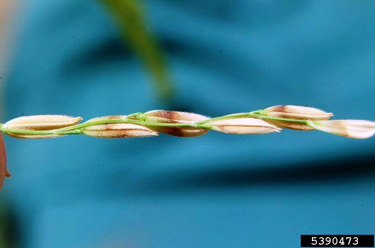 Figure 3. Brown banding on infected rice grains (Image: Donald Groth, Louisiana State University AgCenter, Bugwood.org) Rice grains on a riceplant that are light tan with brown banding around each grain