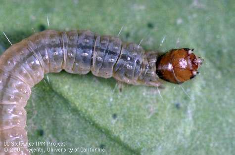 Figure 2. Mature omnivorous leafroller caterpillar (Image: Jack Kelly Clark, University of California) Caterpillar with brown head on a green leaf