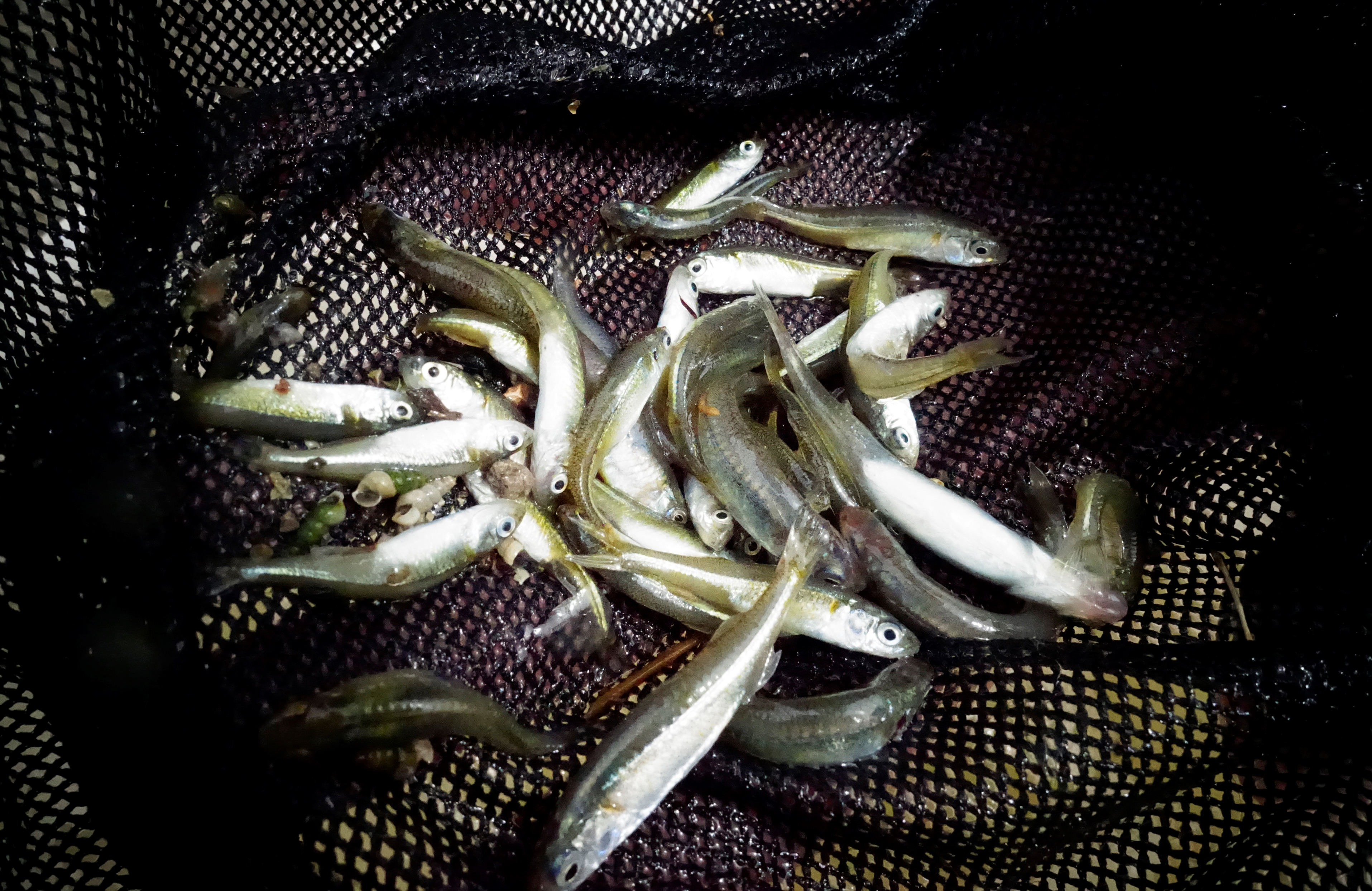 Murray Hardyhead ready to be released into the Murray River