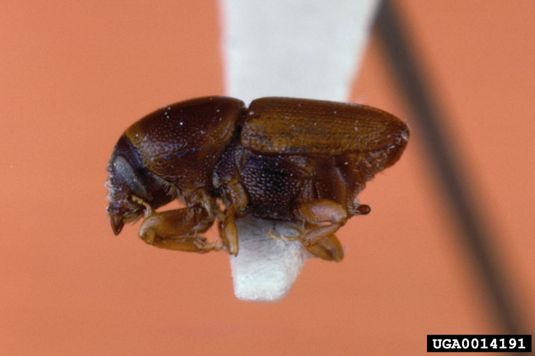 Figure 2 Smaller European elm bark beetle. (Image: Gerald J. Lenhard, Louisiana State University, forestryimages.org) A smaller European elm bark beetle (Scolytus multistriatus) against an orange background.