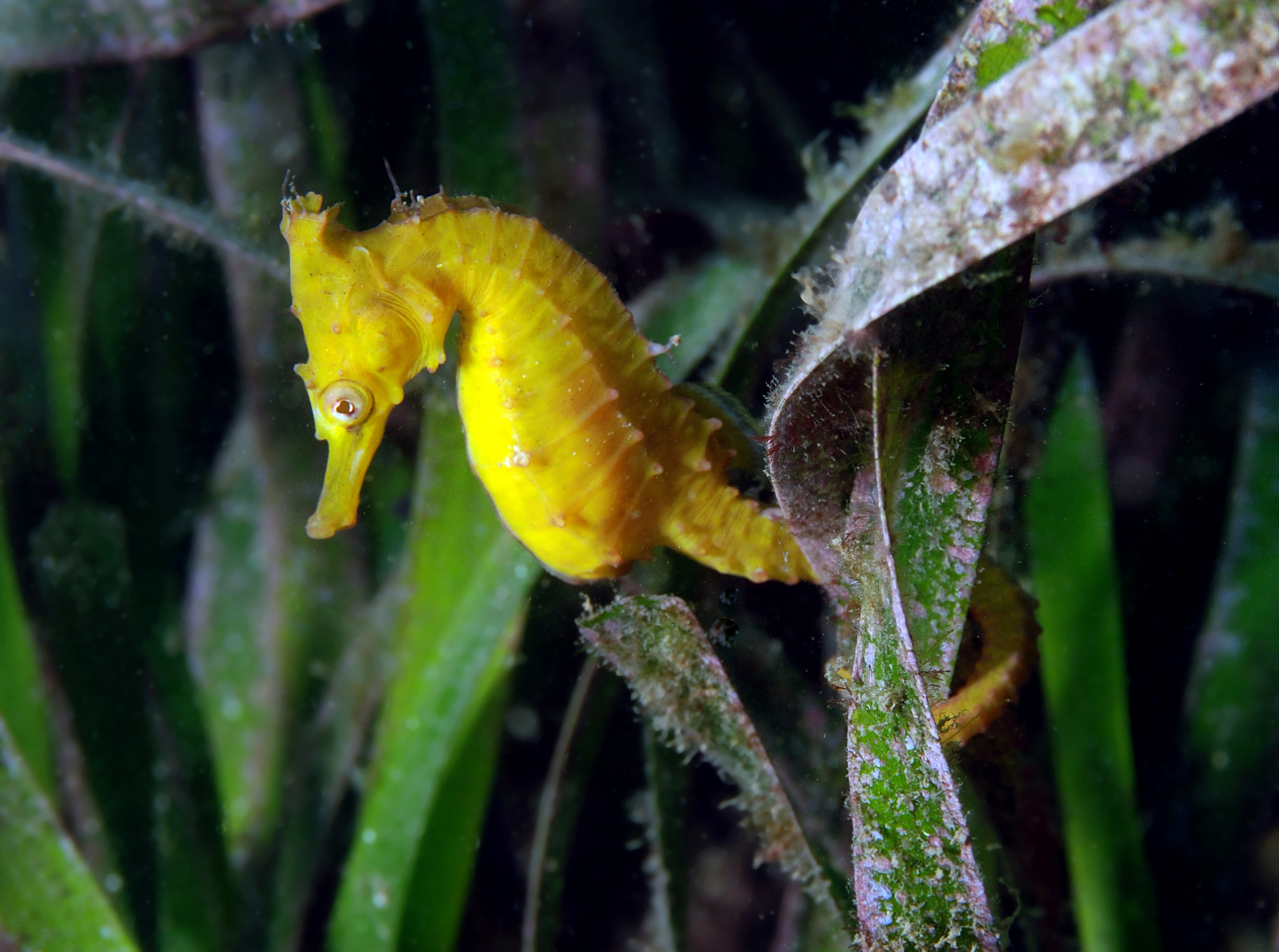 A White's Seahorse in seagrass habitat (Photo: D. Harasti) A yellow seahorse in seagrass
