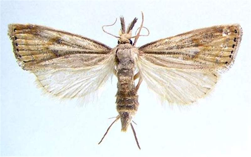 Spotted stem borer moth with a small yellow-brown body and 20-25 mm wingspan. The moths have yellow-brown forewings with darker scale patterns. The hindwings are dirty-white grey.