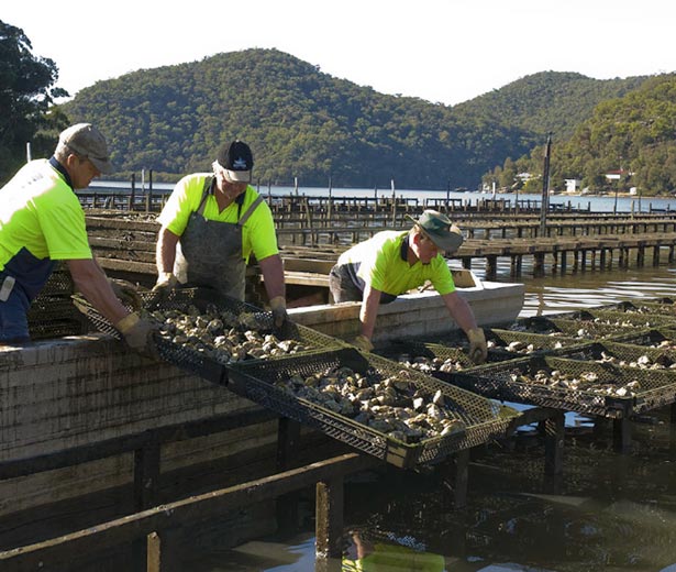Sydney Rock Oyster Aquaculture