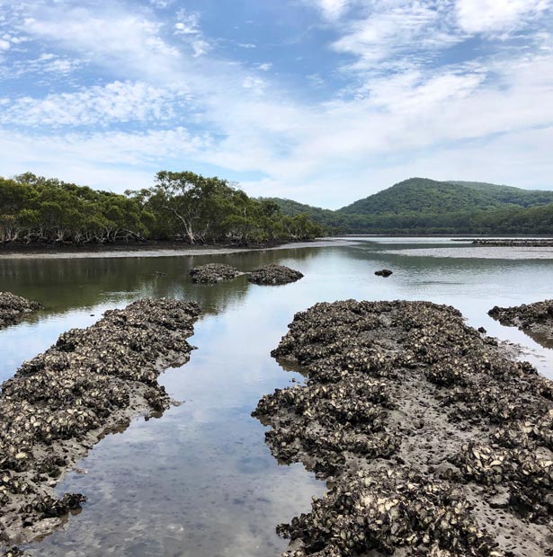 Oyster reef