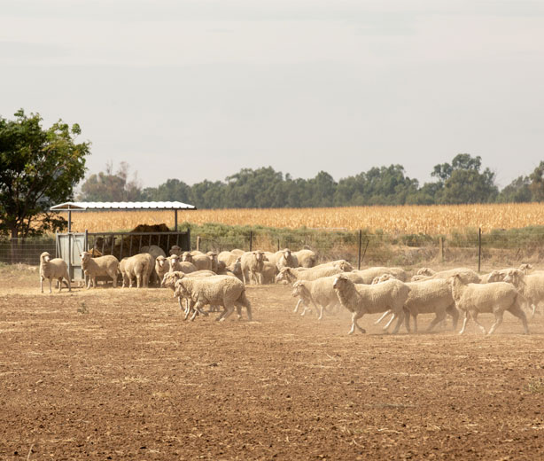 Field of sheep