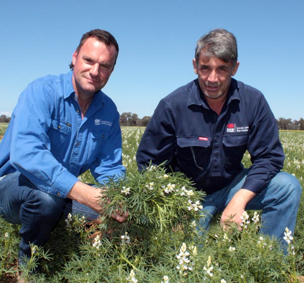 Lupin Growers