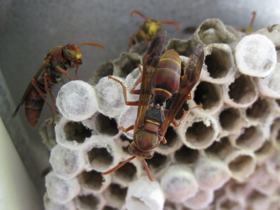 Australian paper wasps tending their nest (Image: John Tann,Flickr) Paper wasps tending to their nest of papery circular structures