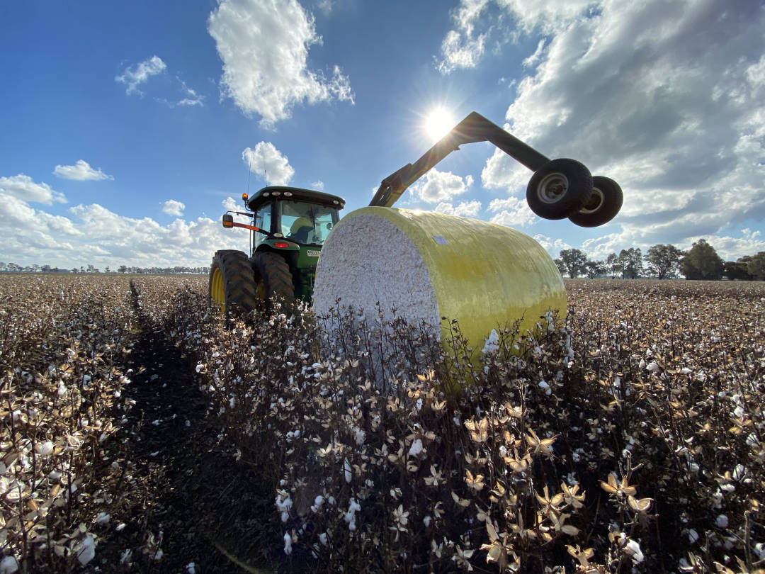 Cotton