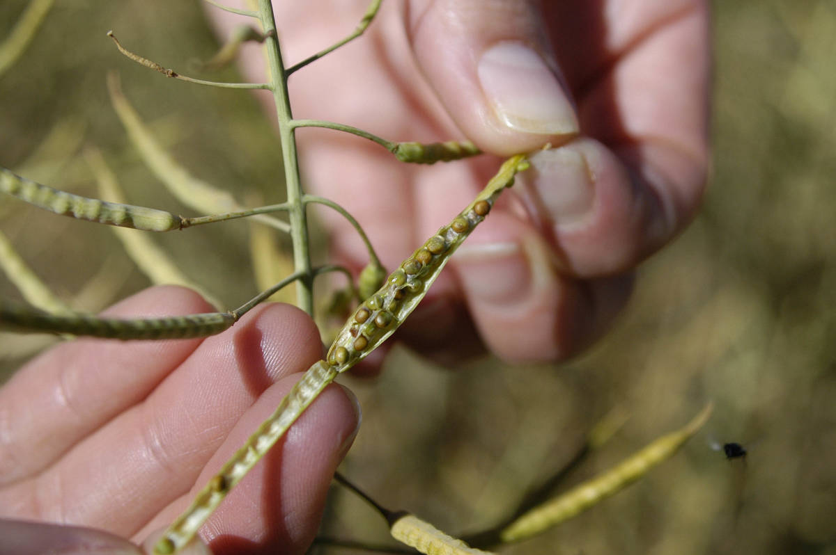 Oilseeds