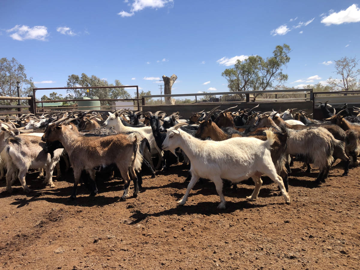 Goatmeat
