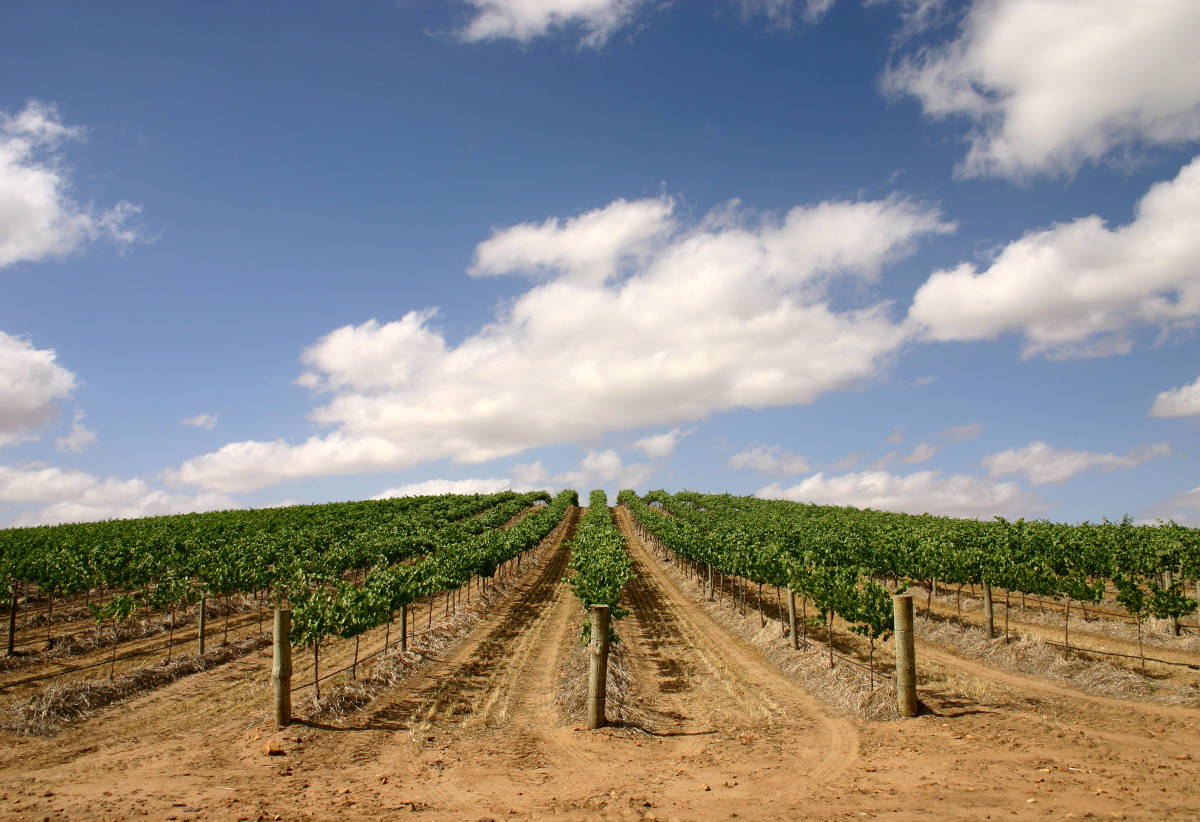 Wine