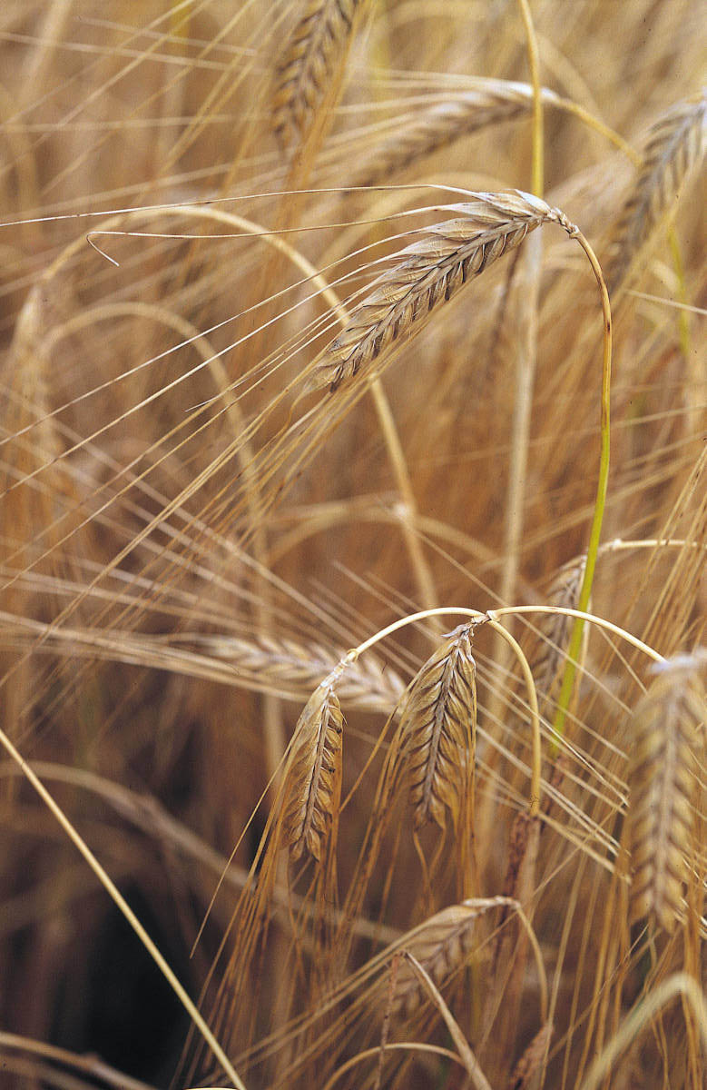 Barley