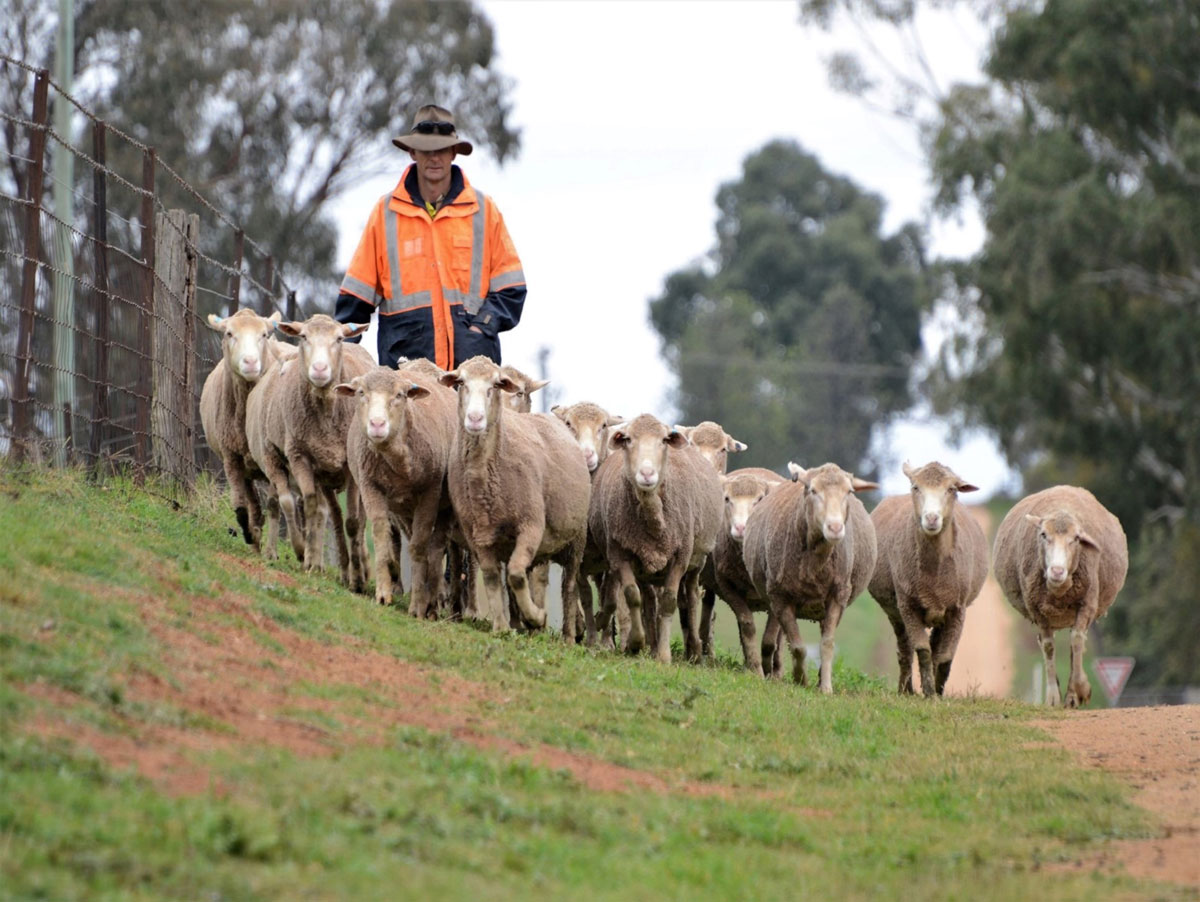 Sheepmeat