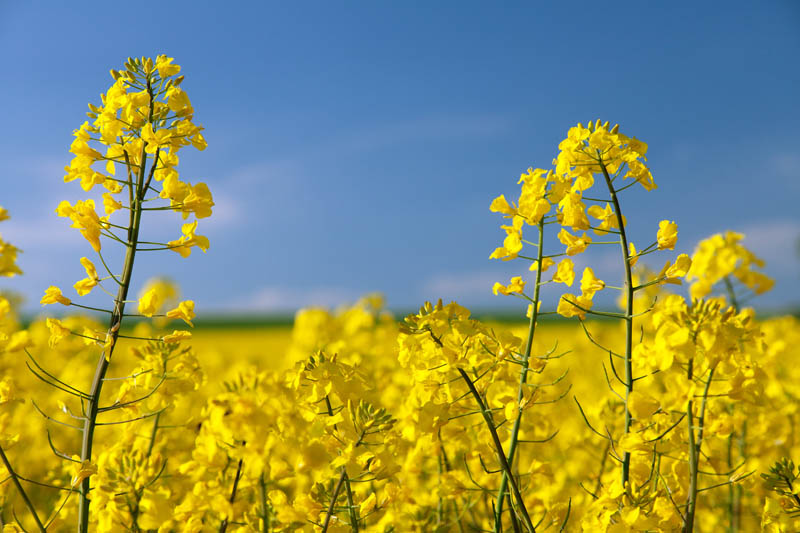 Oilseeds
