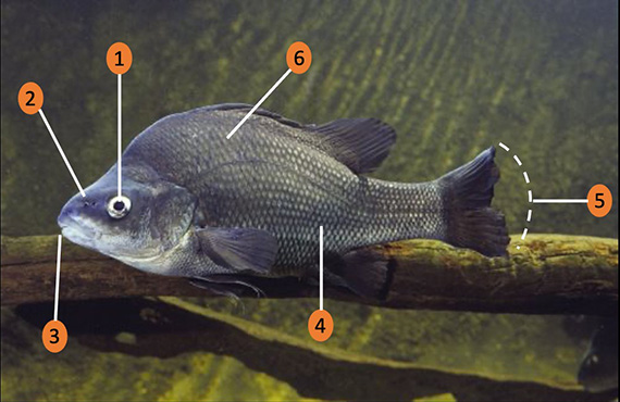 How to identify a Macquarie Perch (Photo: G. Schmida) Macquarie Perch. Image by Gunther Schmida.