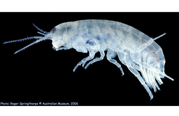 A female Bousfields Marsh Hopper (Photo: R. Springthorpe) A female Bousfields Marsh Hopper (Photo: R. Springthorpe)