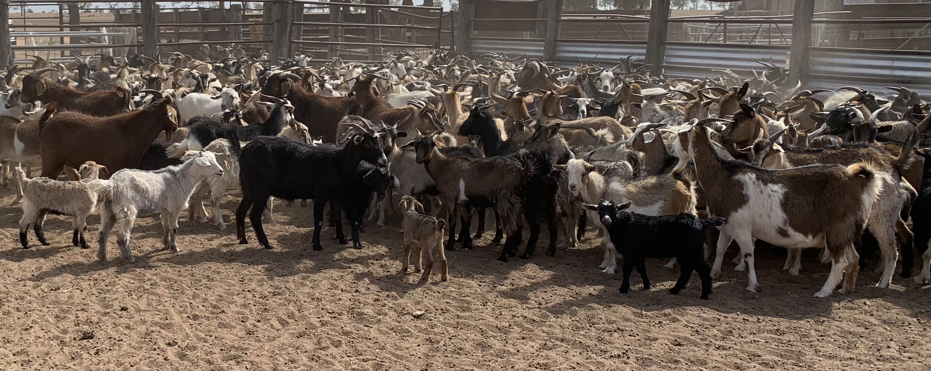 A mob of rangeland does and offspring drafted off to be retained on farm for breeding and growing out at Bourke NSW - Image G Turnbull