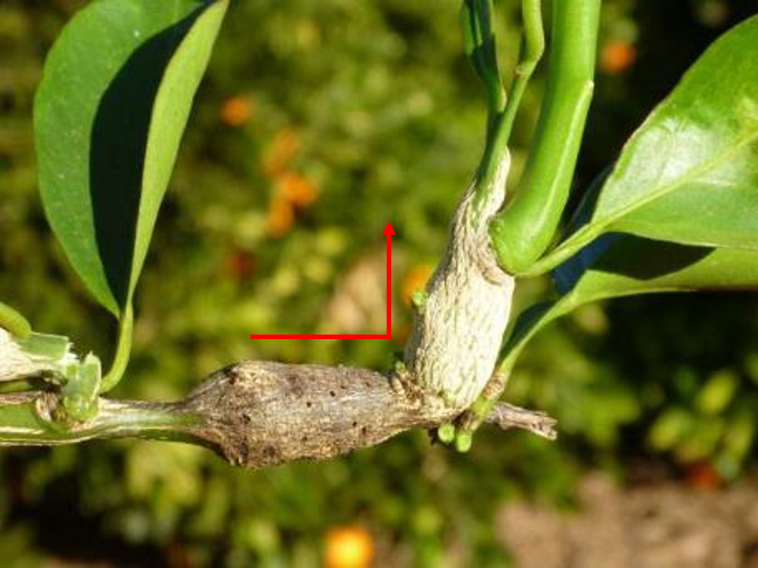Figure 7. A current season&rsquo;s gall (mottled beige) forming at the end of a previous season&rsquo;s gall (dark brown). Notice the right angle between the two galls.
