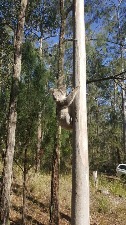 Koala
