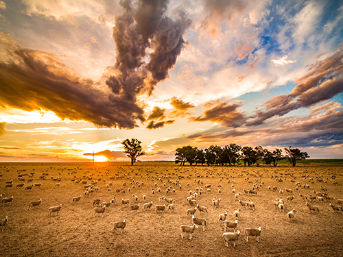 Sheep
