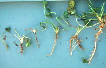 Phytophthora