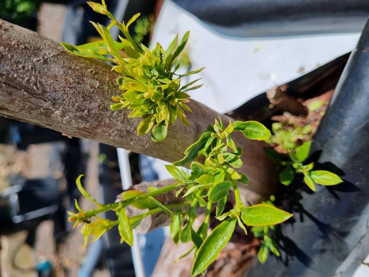 Small clusters of leaves emerge as shoots from the main stem of a blueberry plant. 
