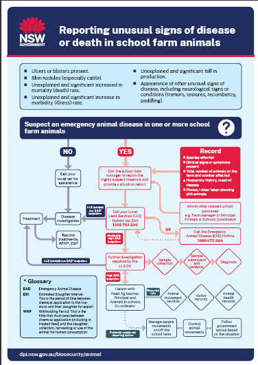 poster with heading Reporting unusual signs of disease or death in school farm animals and flow chart