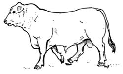 Figure 6. Free-moving gait, with hind feet stepping into footprints of the front feet. Bull with free-moving gait