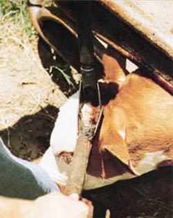Dehorning scoop