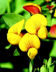 Lotus - Birdsfoot trefoil