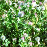 Rose Clover