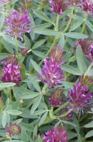 Eastern Star Clover
