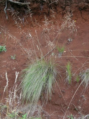 Snow grass