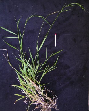 Weeping grass