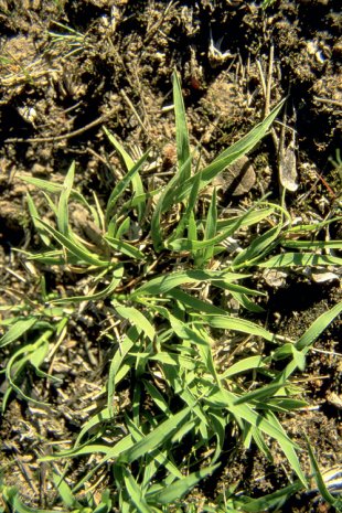 Weeping grass