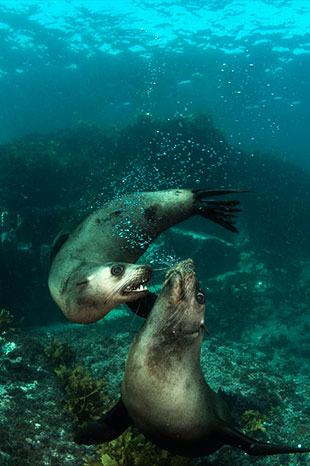 Threatened and protected species,Seals
