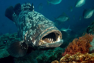 Estuary Cod
