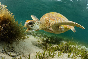 Green turtle, Photo: Justin Gilligan Green turtle