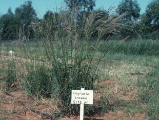 Cotton panic grass