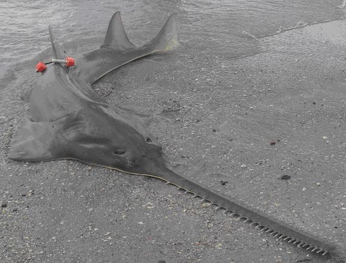 Green Sawfish