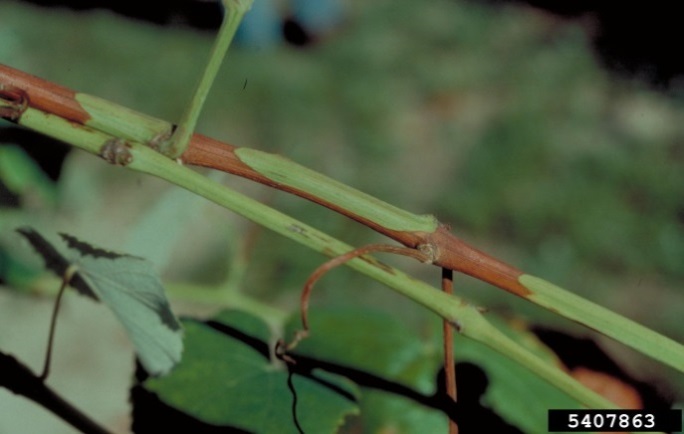 Figure 3. Green islands on infected grapevine canes (Image: John Hartman, University of Kentucky, Bugwood.org) Grapevine stems with patches of brown and green tissue